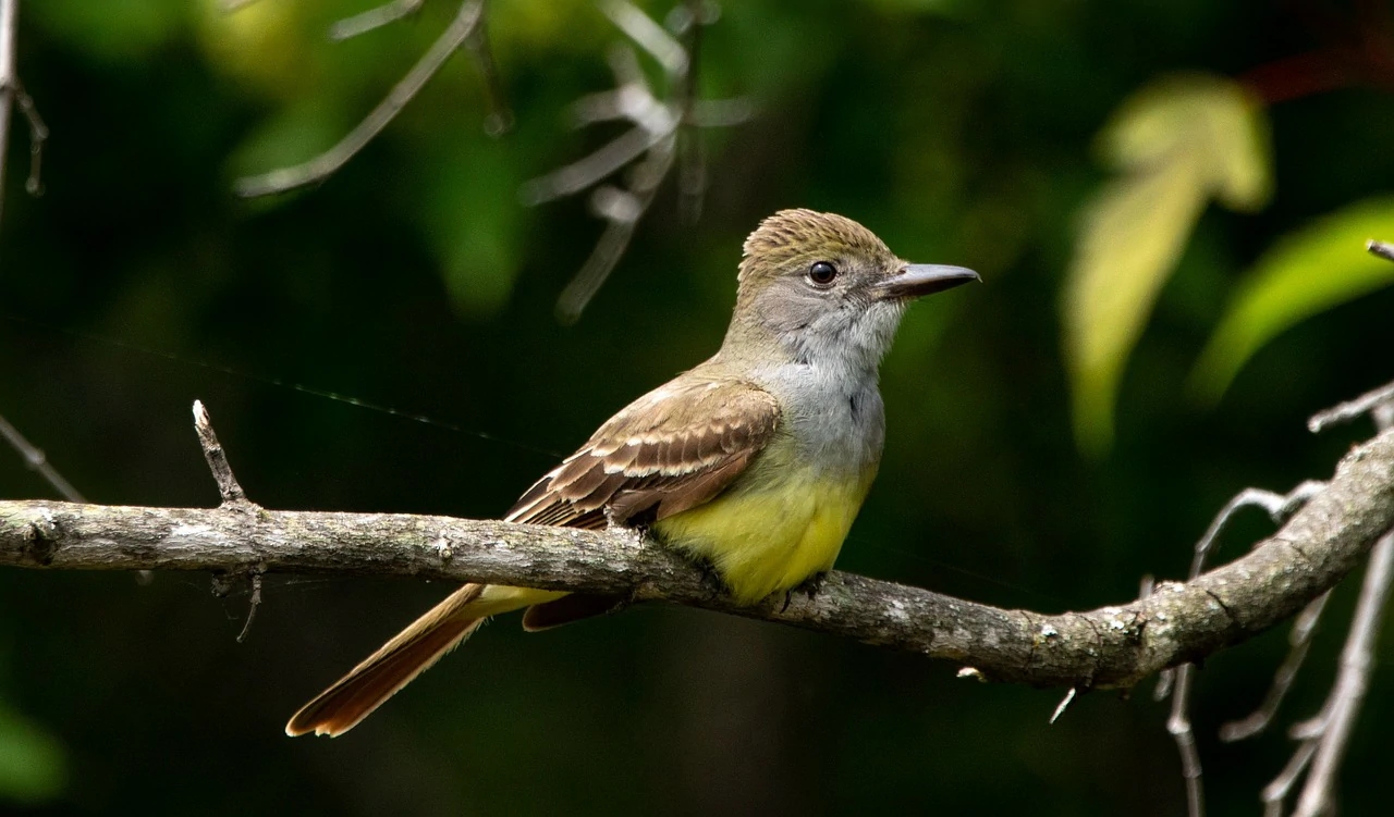 Crested Flycatcher